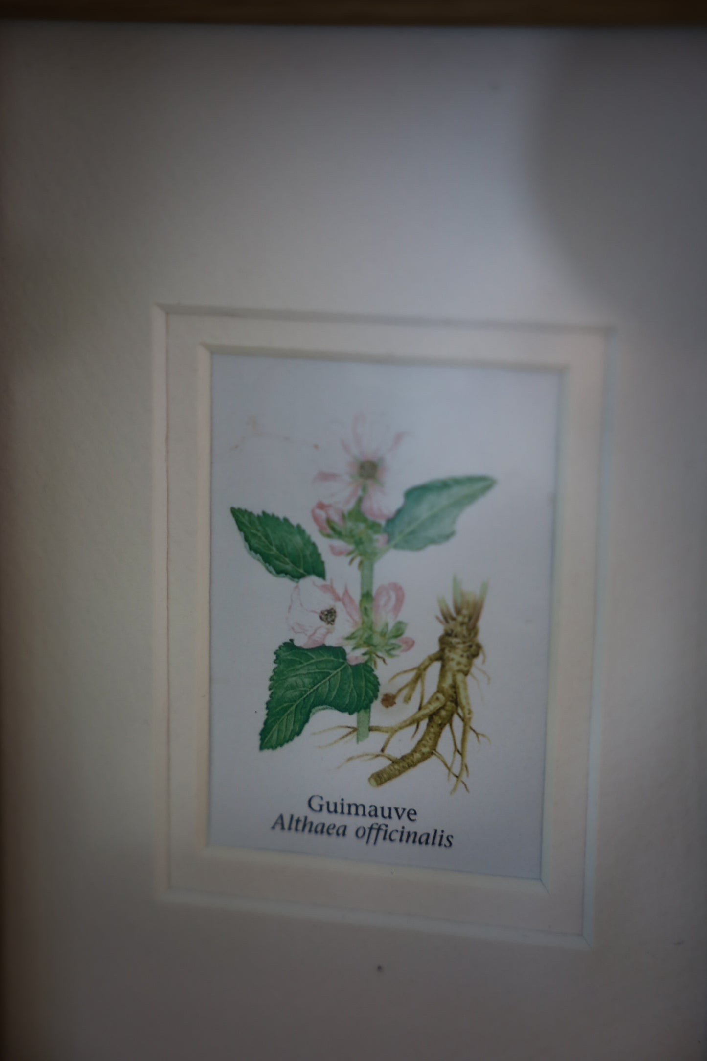Set of 2 Botanical Frames