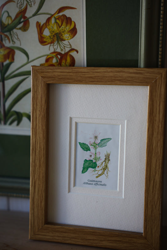 Set of 2 Botanical Frames