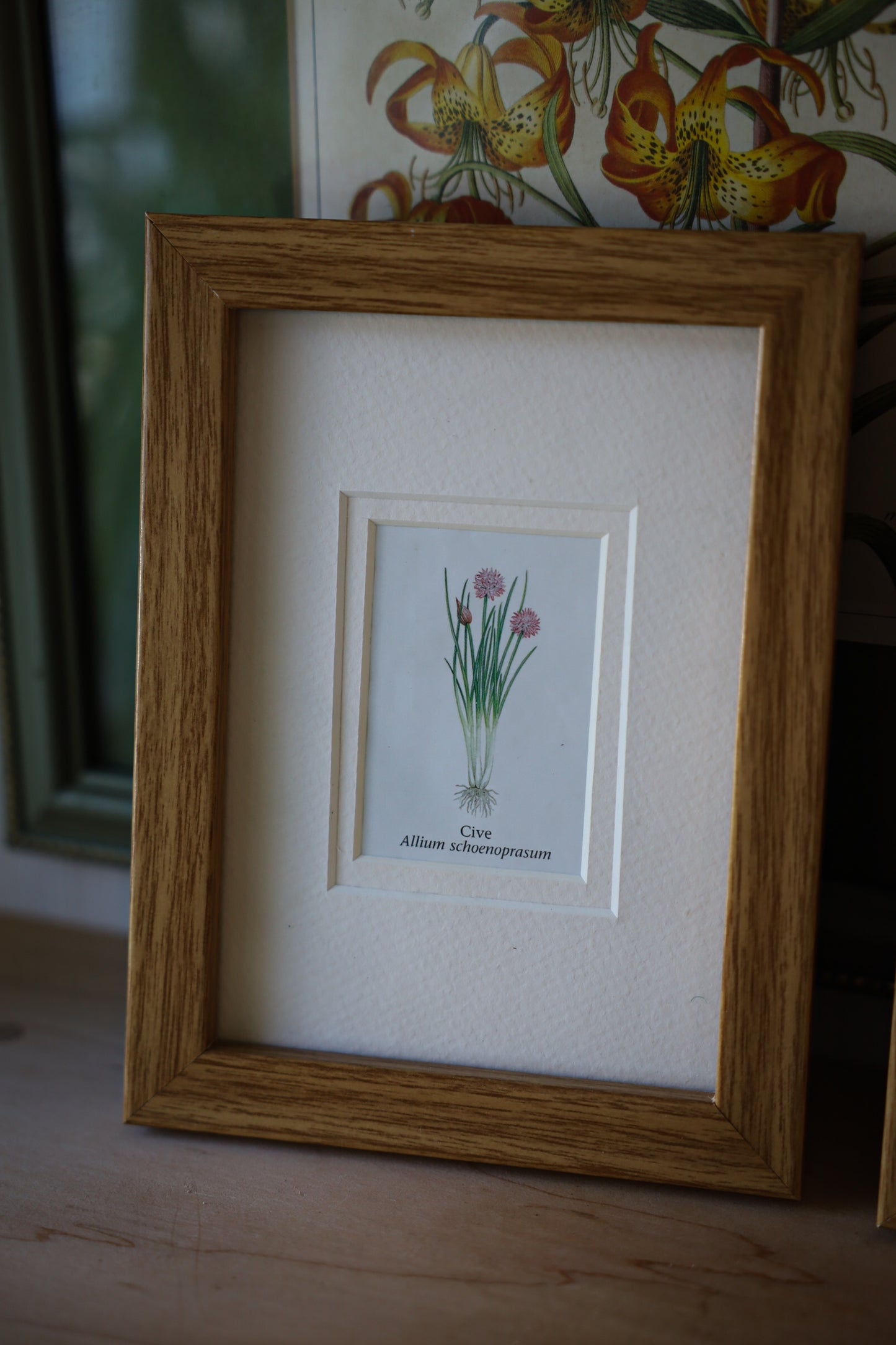 Set of 2 Botanical Frames