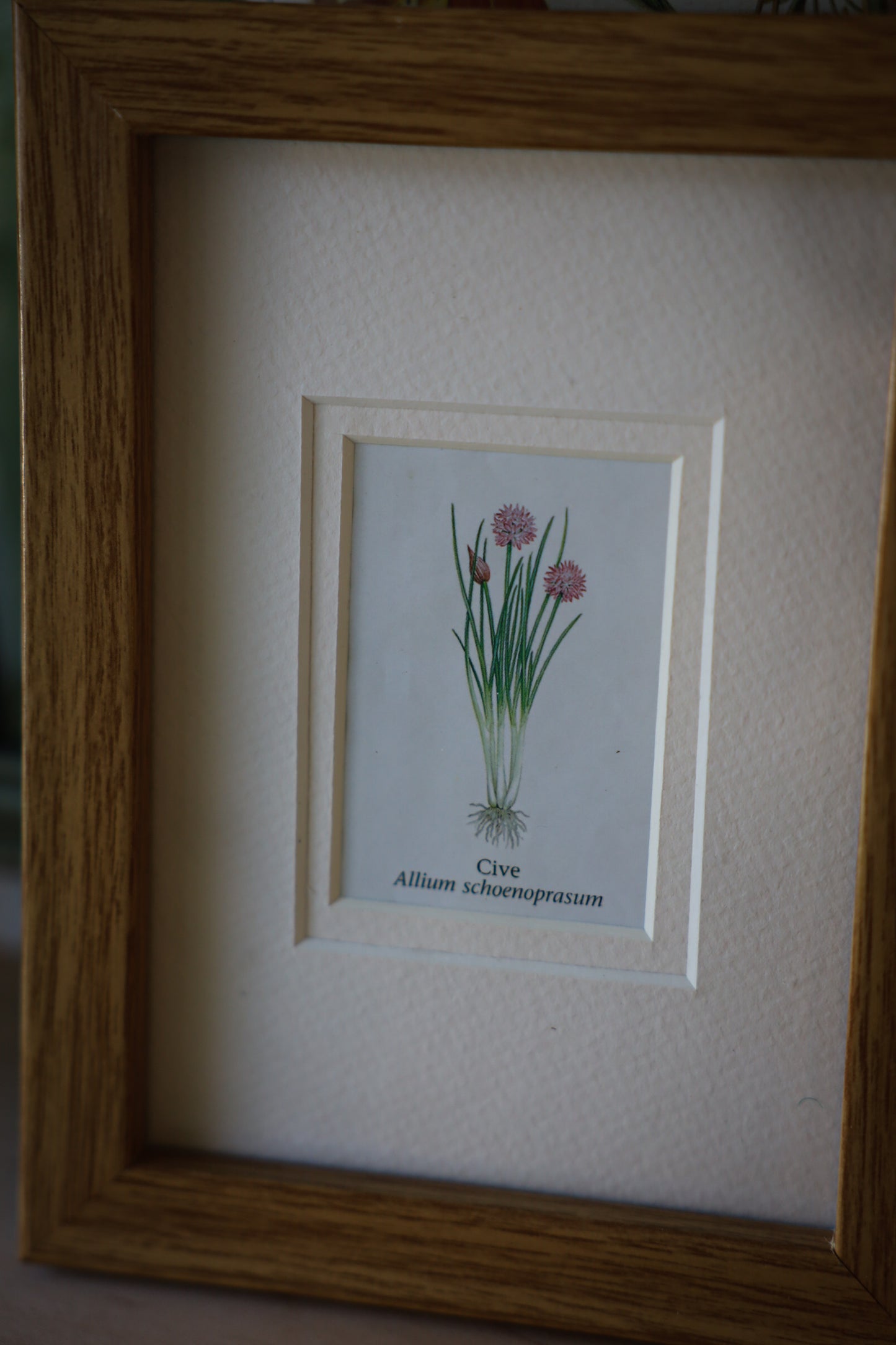 Set of 2 Botanical Frames