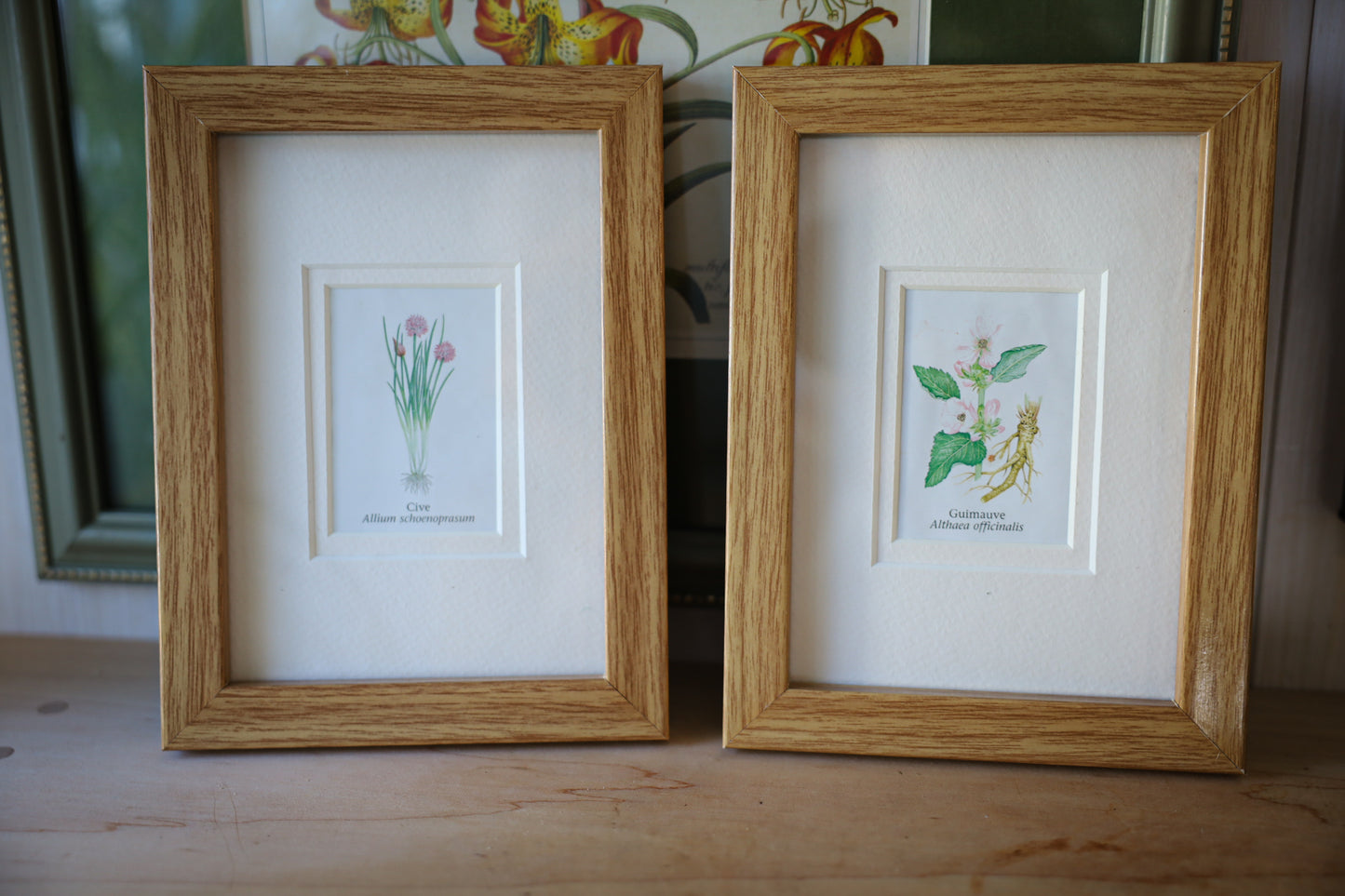 Set of 2 Botanical Frames